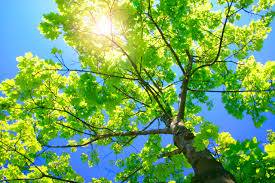 Detroit Tree Service business image in Detroit, MI